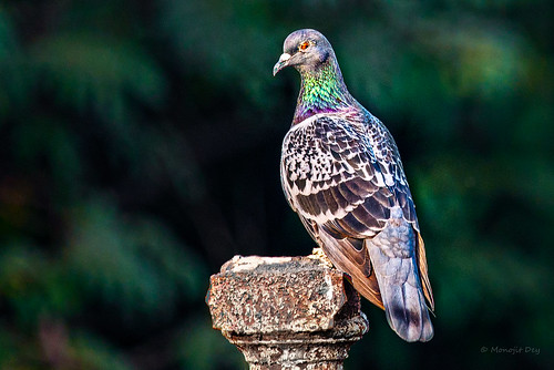portrait bird sunrise ed pigeon wildlife 300mm nikkor mumbai vr afs pf f4e afsnikkor300mmf4epfedvr fivegarden
