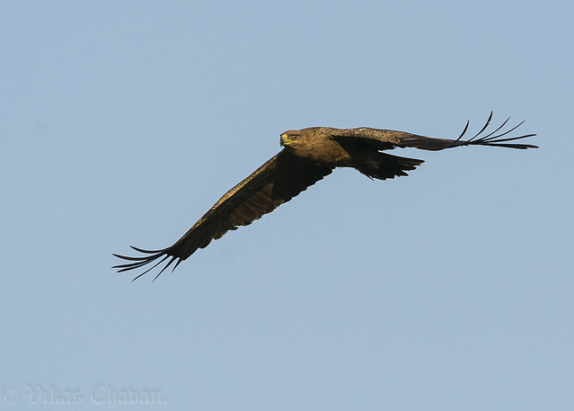 Tawny Eagle.