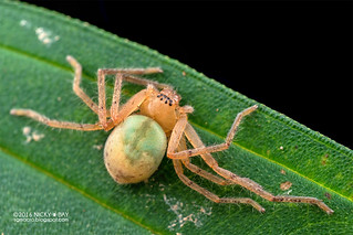 Huntsman spider (Olios sp.) - DSC_7160