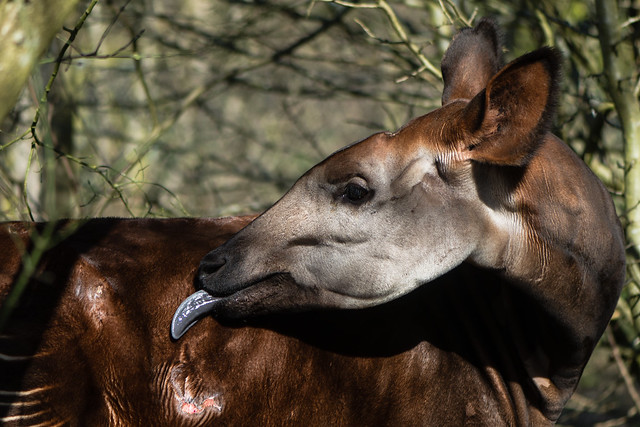 Okapi (Okapia johnstoni) with tongue extended