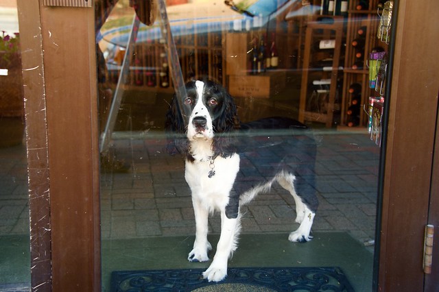 How Much Is That Doggie in the Wine Store ?