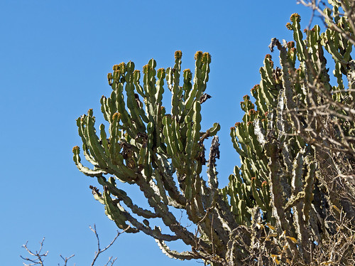 southafrica euphorbiaceae euphorbiaingens russellscottimages