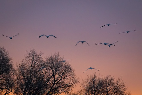 bif birdinflight flight gruscanadensis winter crane jasperpulaskistatepark medaryville indiana unitedstates us sandhillcrane