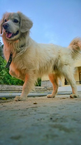 Majestic by lucknowtrainman, Low angle shot at dusk, with the orange hue contributed by street lamp glare.dog sunset reflection l