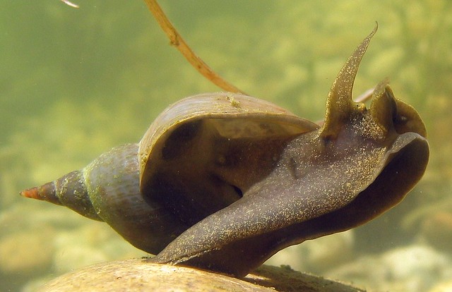 Snail underwater (Lymnea stagnalis)