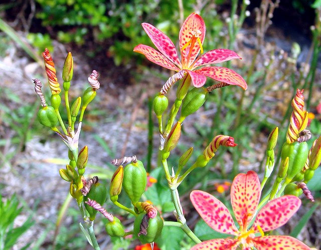 blackberry lily wound up