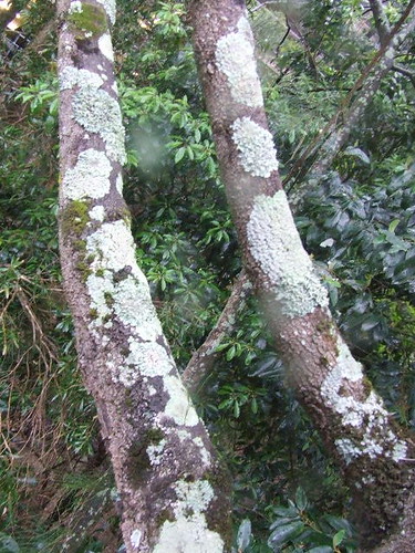 tree with  lichen/lychen