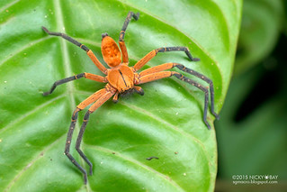 Huntsman spider (Sparassidae) - DSC_1288