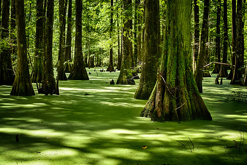 trees lake green water louisiana unitedstates swamp saintlandry duckmoss