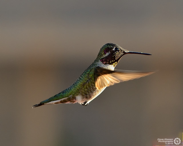male Anna's Hummingbird