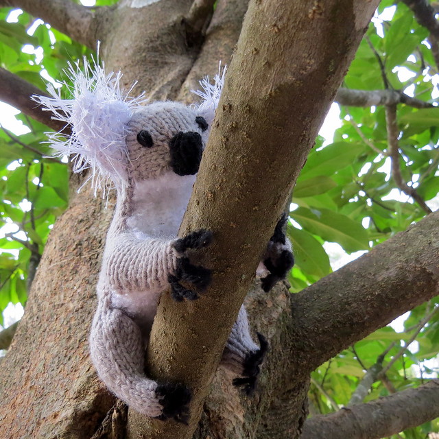 climbing koala