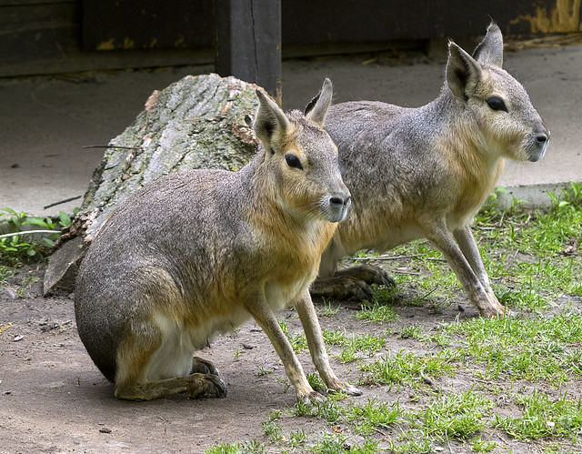 Potter Park Zoo 05-19-2015 - Patagonian Cavy 6