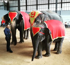 #elephant #nongnooch #pattaya #thailand