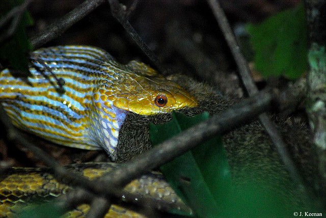 Yellow Rat Snake - Elaphe obsoleta quadrivittata, insitu.