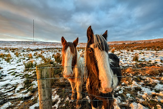 Irish Winter Sunlit Horses