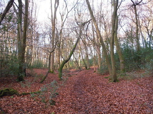 Wintry scene in Lownde's Wood SWC Walk 140a Wendover to Great Missenden