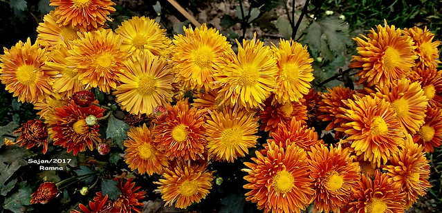 চন্দ্রমল্লিকা ~ chrysanthemum