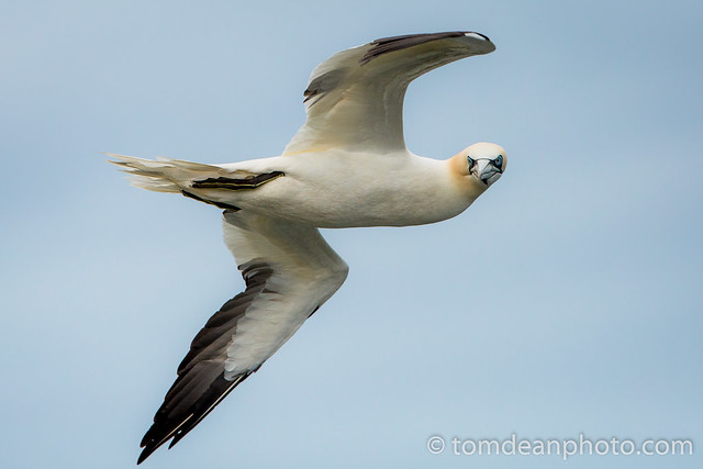 Gannet fly-by
