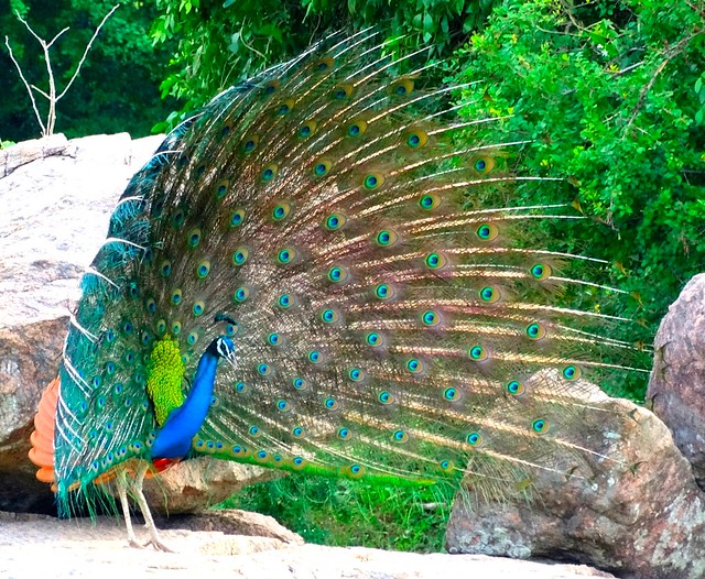 Displaying wild Peacock in Yala National Park, Sri Lanka