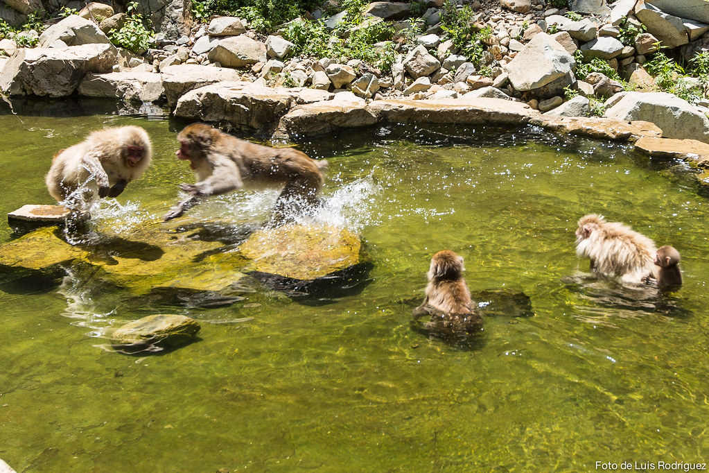 Macacos peleándose en las aguas termales