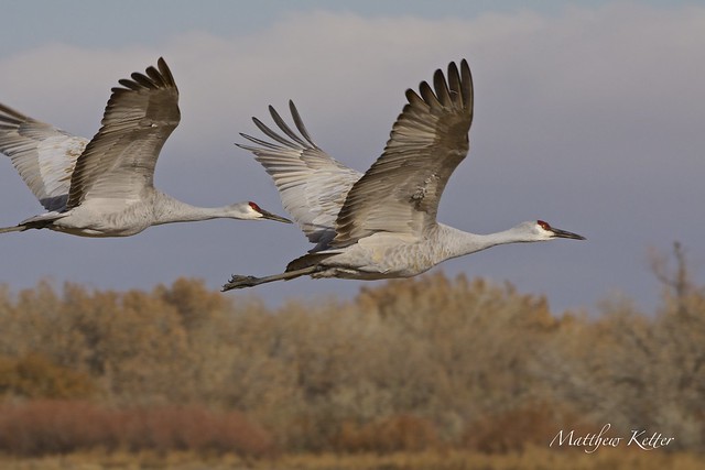 Sandhill Cranes (Pair)
