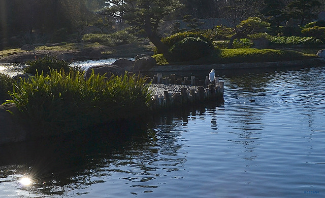 The Japanese Garden, Van Nuys, CA.