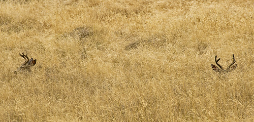 nature animals quiet wildlife deer hidden grasses yellows hiding nationalparks stillness sequoianationalpark canonphotography