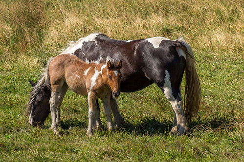 horses horse skåne sommar djur häst föl hästar äng