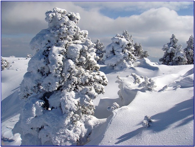 Winter mountain landscape with trees