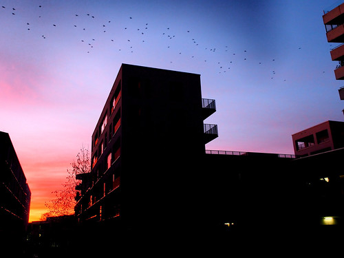 sunset sky birds silhouette bayern sonnenuntergang himmel olympus architektur pro colourful dämmerung vögel weiss farbig f28 bunt omd lebkuchen abenddämmerung schwarm neuulm em5 vogelschwarm 1240mm mzuiko