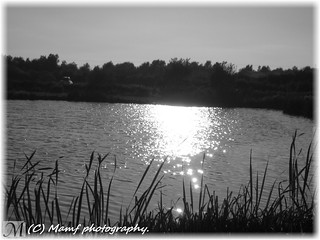 Aldbrough fishing lake in the evening sun.