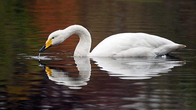 Singschwan - Whooper Swan
