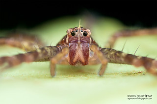 Huntsman spider (Heteropoda sp.) - DSC_7231