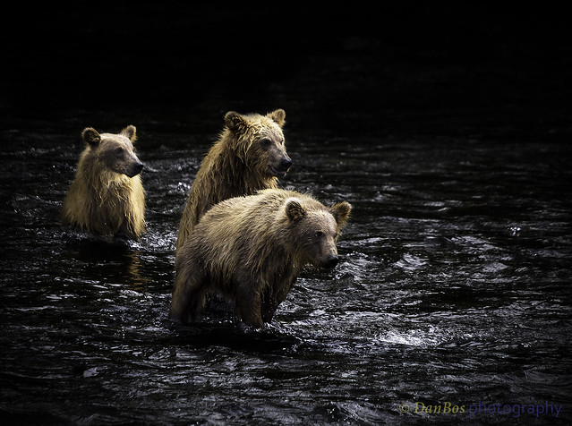 Brown Bear Cubs - three Musketeers ready for Adventure