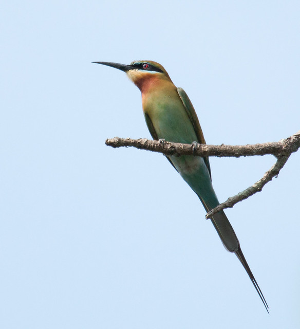 IMG_5336  Blue-tailed Bee-eater