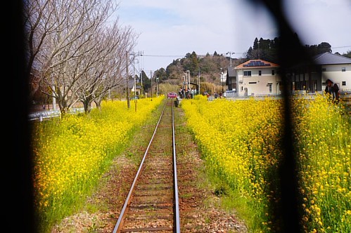 Snapingshot during Local Railway pre' famous.  No retouch Simply raw squeezed jpg was old lens like is fun. Railway... 街道の桜、、、 郷、、里山、道、なーなー お写ん歩、、、 Simply not just simple.  ヾ(*´∀｀*)ﾉ by sd Quattro H  #Sigma #globalcapture #ig_allaroundyou_invite #ig_euras | by clacknoty-us