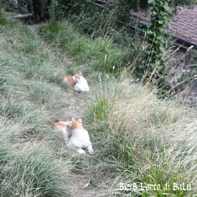 Look here! Please... #cats_in_nature #cats #Vallecamonica #bedandbreakfast #country #gatti #animals #animali #loves_animals #loves_cats