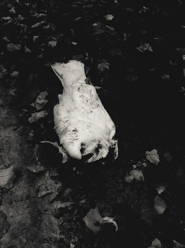 Death | by laurencoxseals13