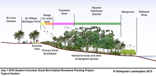 UQ-Small-Bird-Friendly-Planting-July-1-2015-Typical-Section-Solargreen-landscapes