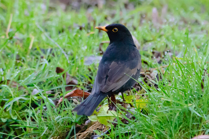 Male blackbird in short wet grass, the Quarry, Shrewsbury