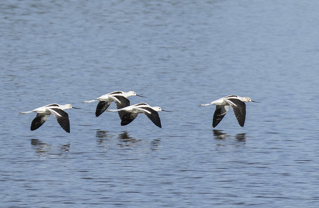 American Avocets on Parade