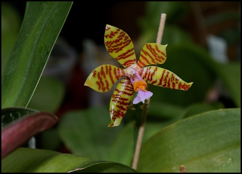 Phalaenopsis fasciata 21302846715_d3a9871e52