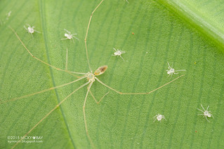 Daddy-long-legs spider (Metagonia sp.) - DSC_9927
