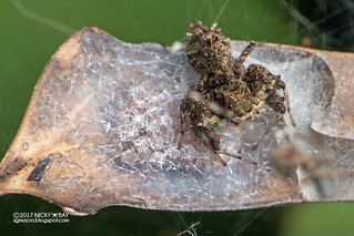 Jumping spider (Portia sp.) - DSC_9223