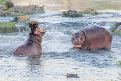 Hippos fighting for a cow