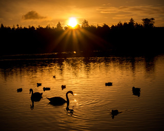 Swan Silhouette at sunrise