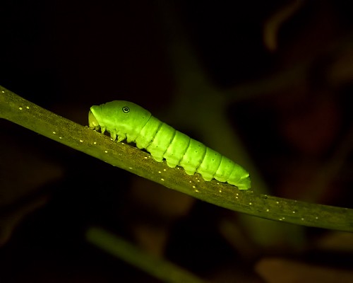 night caterpillar nikkormicro105mmf28 butterflylepidoptera insectinsecta sonya7s ultravioletlightfluorescence400nmuv filterwratten12yellowblue