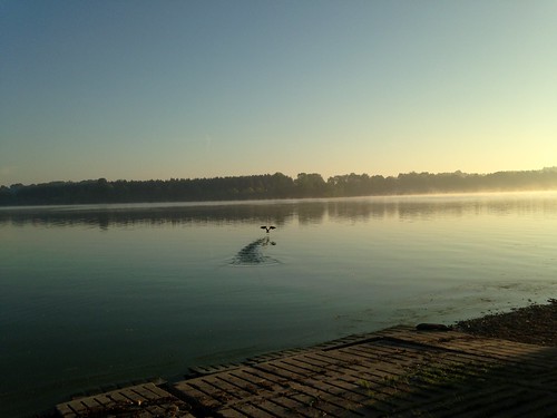 morning mist lake ontario bird london outdoors early seagull flight shoreline peaceful takeoff fanshawe fanshawelake