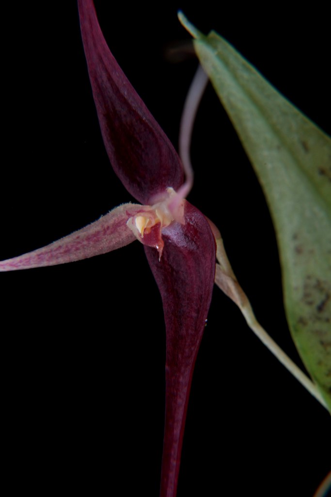 Acronia thoerleae | Described in 2012 | Wiel Driessen | Flickr