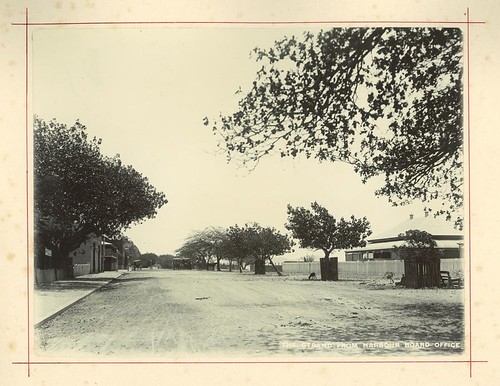 sepia queensland dirtroad thestrand townsville 1900s 1903 statelibraryofqueensland figtrees curtainfig unsealedroad slq